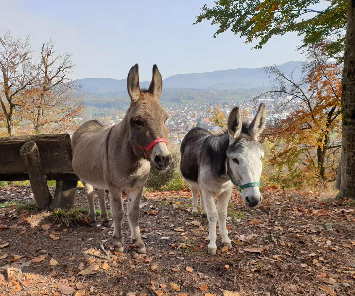 Die beiden Esel waren geduldige Begleiter bei den Wanderungen.